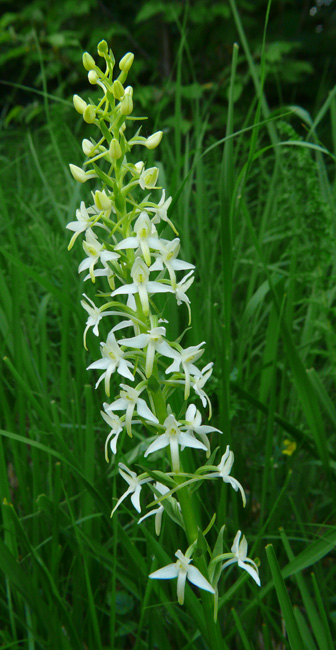 Platanthera chlorantha & Platanthera  bifolia